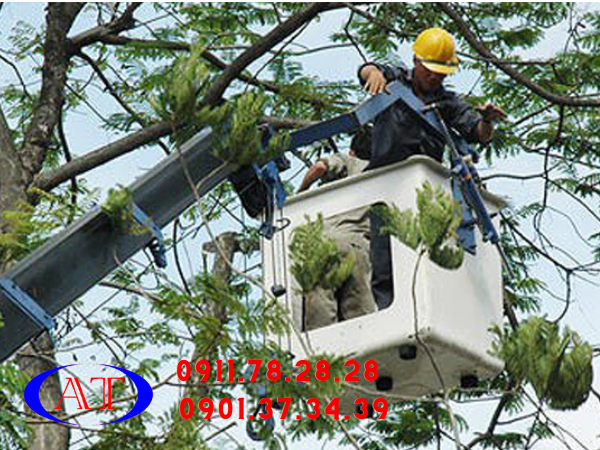 cặt c&agrave;nh c&acirc;y